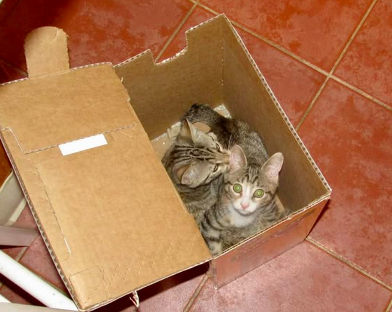 Cheezburger Image 10624110592