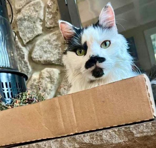 Cheezburger Image 10624111360