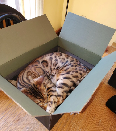 Cheezburger Image 10624113152