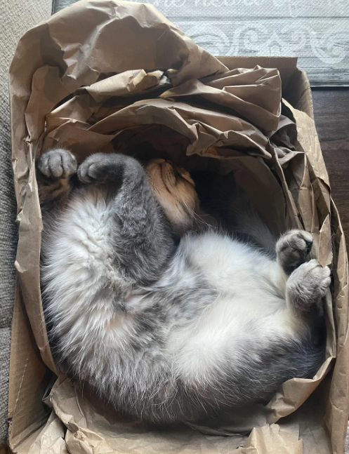 Cheezburger Image 10624114688