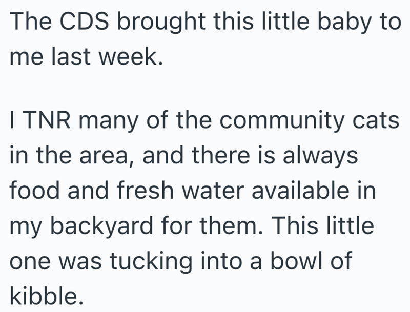The CDS brought this little baby to me last week. I TNR many of the community cats in the area, and there is always food and fresh water available in my backyard for them. This little one was tucking into a bowl of kibble.