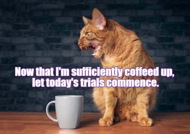 Cheezburger Image 10624128256