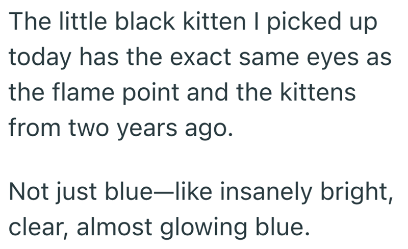 The little black kitten I picked up today has the exact same eyes as the flame point and the kittens from two years ago. Not just blue-like insanely bright, clear, almost glowing blue.