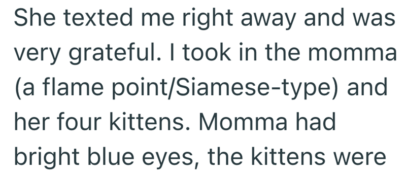 She texted me right away and was very grateful. I took in the momma (a flame point/Siamese-type) and her four kittens. Momma had bright blue eyes, the kittens were