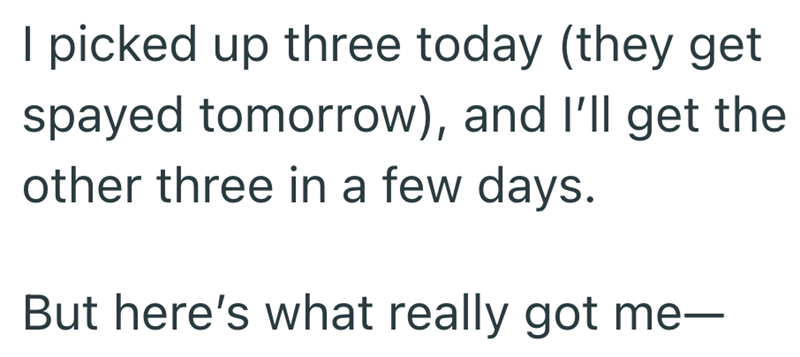 I picked up three today (they get spayed tomorrow), and I'll get the other three in a few days. But here's what really got me—
