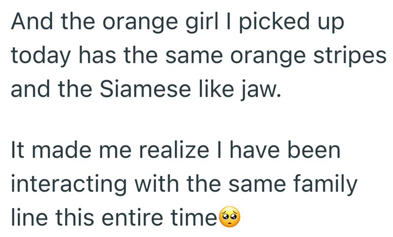 And the orange girl I picked up today has the same orange stripes and the Siamese like jaw. It made me realize I have been interacting with the same family line this entire time o