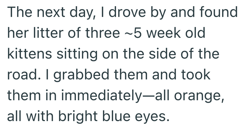 The next day, I drove by and found her litter of three ~5 week old kittens sitting on the side of the road. I grabbed them and took them in immediately-all orange, all with bright blue eyes.