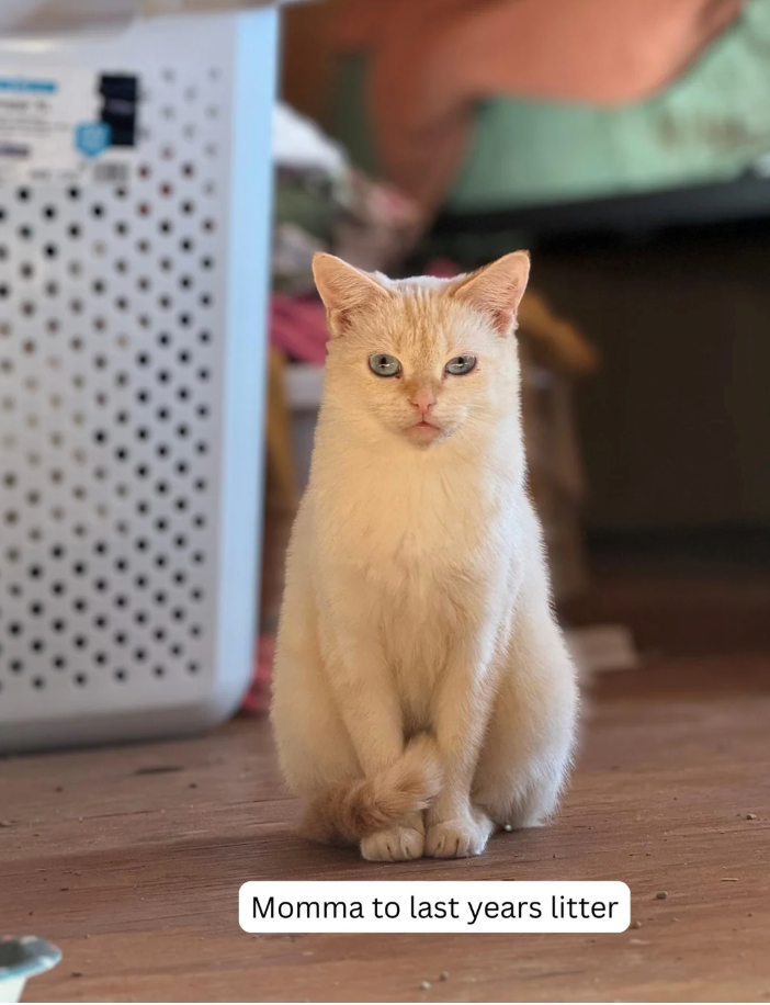 Momma to last years litter