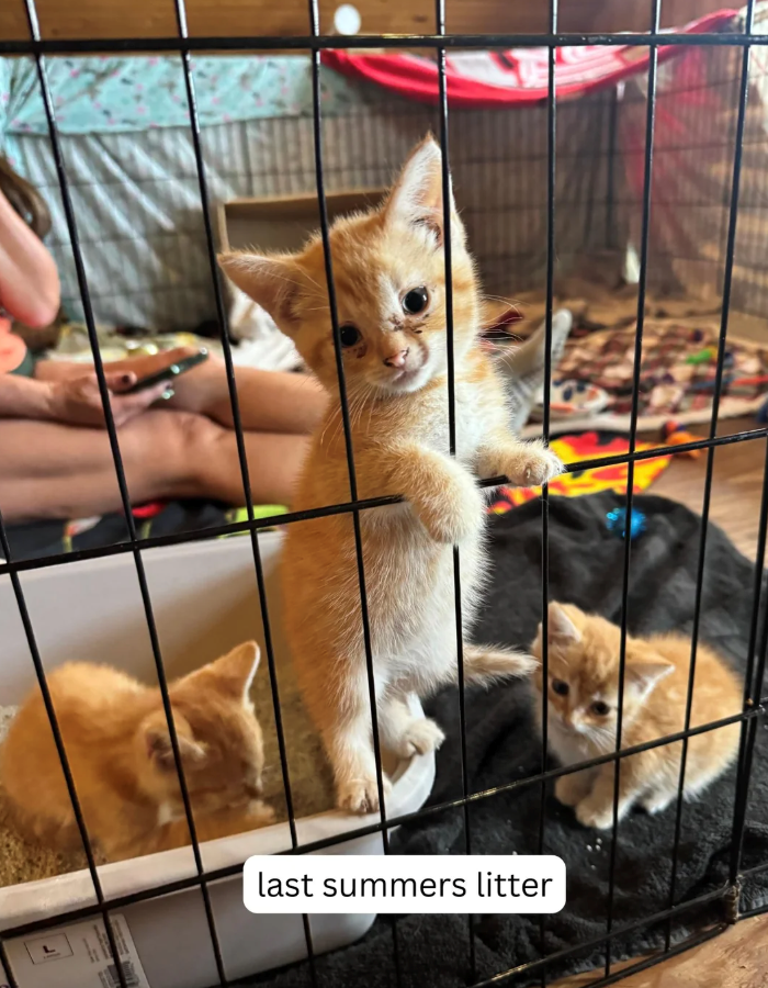 last summers litter