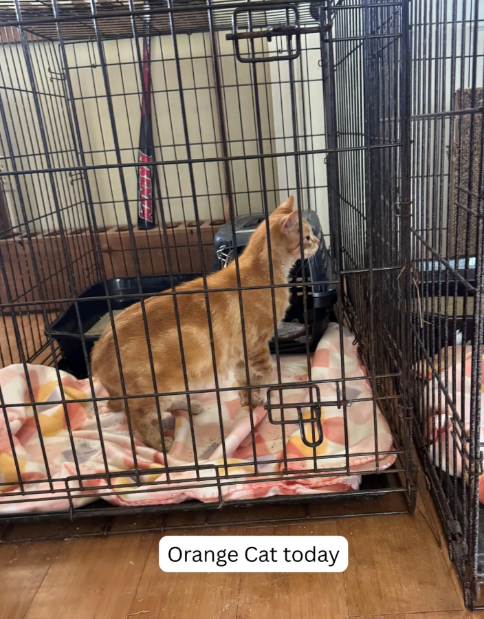 Orange Cat today