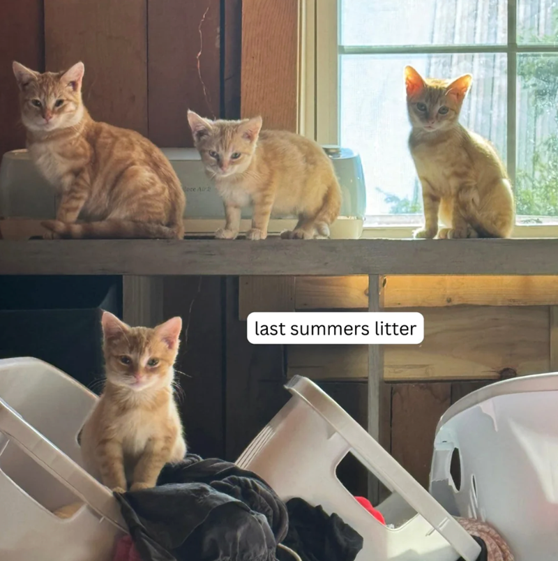 ore Air last summers litter