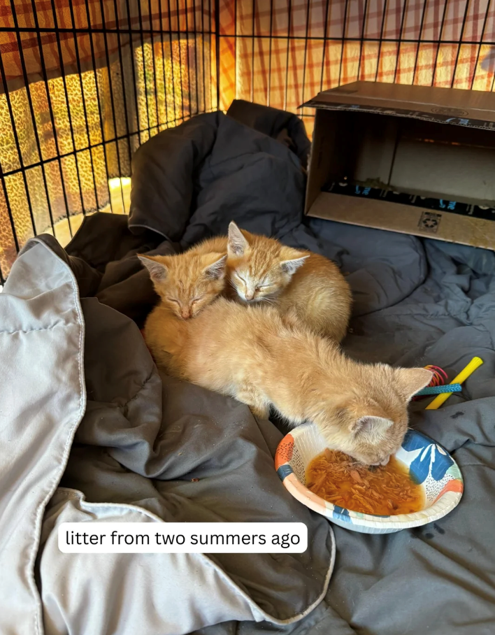 litter from two summers ago