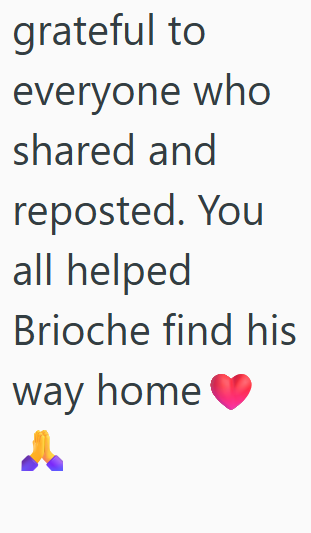grateful to everyone who shared and reposted. You all helped Brioche find his way home♥