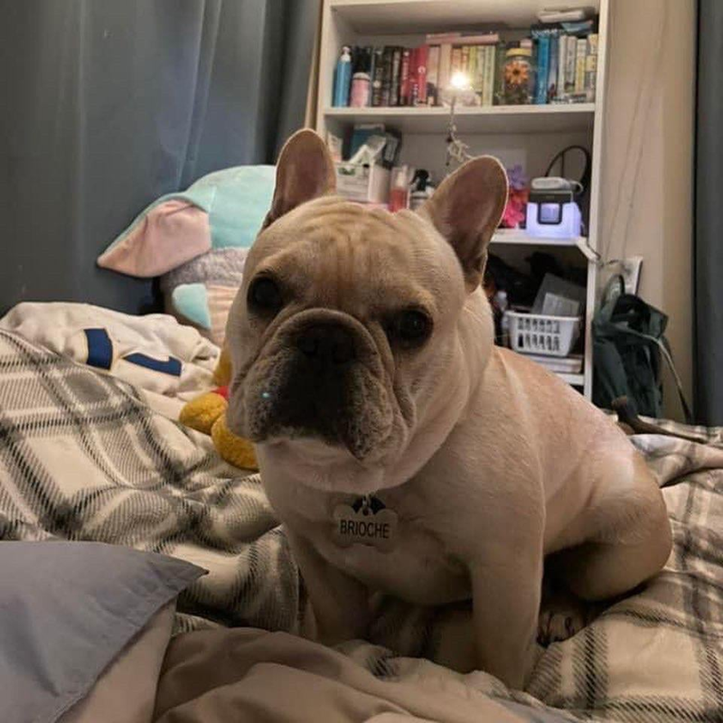 BRIOCHE