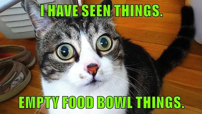 Cheezburger Image 10624153600