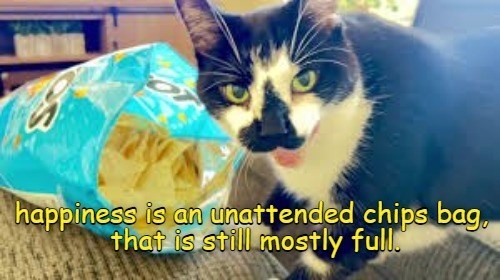 Cheezburger Image 10624154368