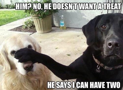 HIM? NO, HE DOESN'T WANT A TREAT HE SAYS I CAN HAVE TWO