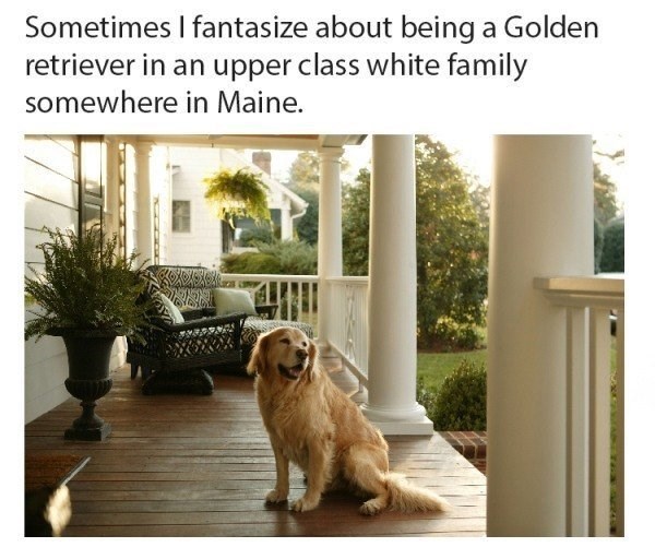 Sometimes I fantasize about being a Golden retriever in an upper class white family somewhere in Maine.