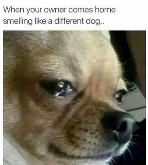 When your owner comes home smelling like a different dog..