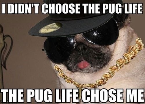 I DIDN'T CHOOSE THE PUG LIFE THE PUG LIFE CHOSE ME