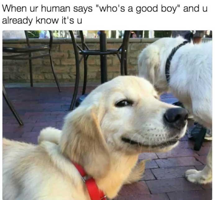 When ur human says "who's a good boy" and u already know it's u