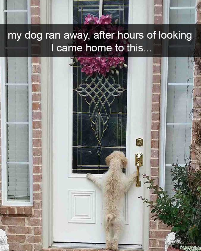 my dog ran away, after hours of looking I came home to this...