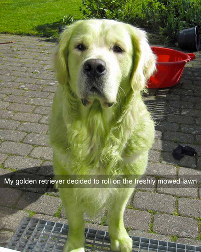My golden retriever decided to roll on the freshly mowed lawn