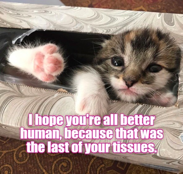 Cheezburger Image 10624161280