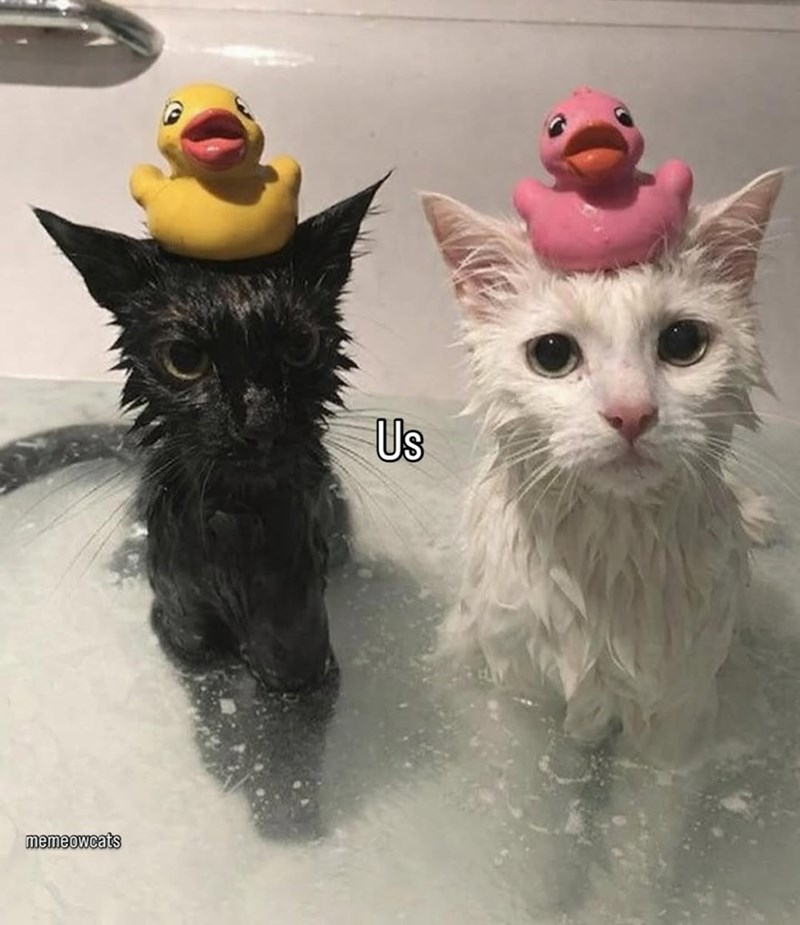memeowcats Us
