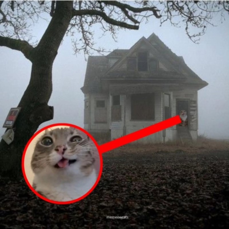 memeowcats