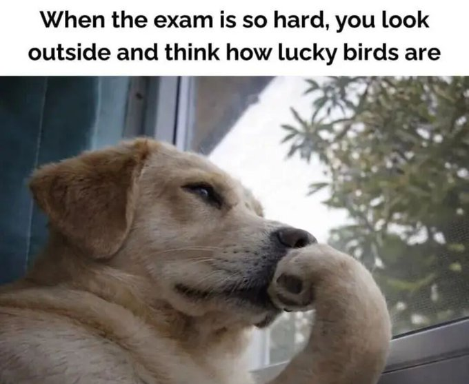 When the exam is so hard, you look outside and think how lucky birds are