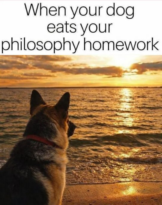When your dog eats your philosophy homework