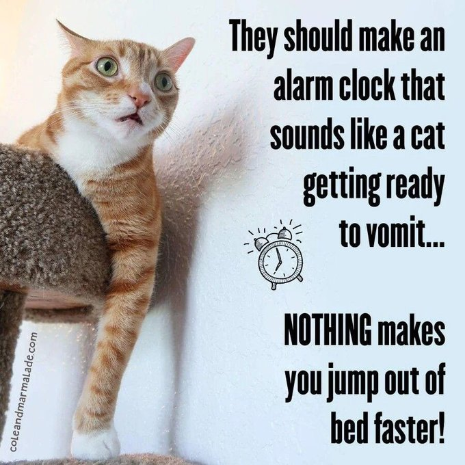 coleandmarmalade.com They should make an alarm clock that sounds like a cat getting ready to vomit... NOTHING makes you jump out of bed faster!