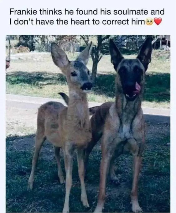 Frankie thinks he found his soulmate and I don't have the heart to correct him