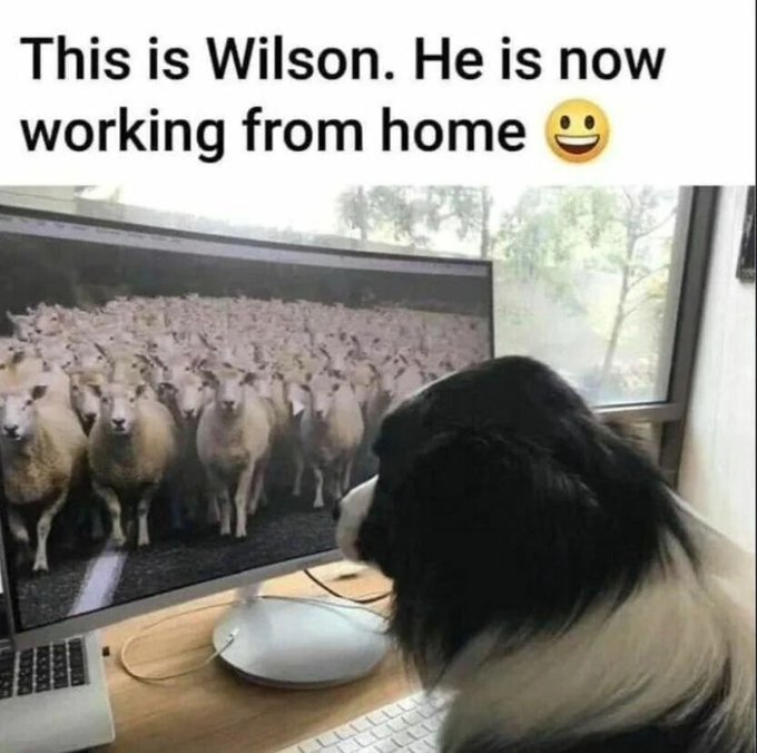 This is Wilson. He is now working from home ☺