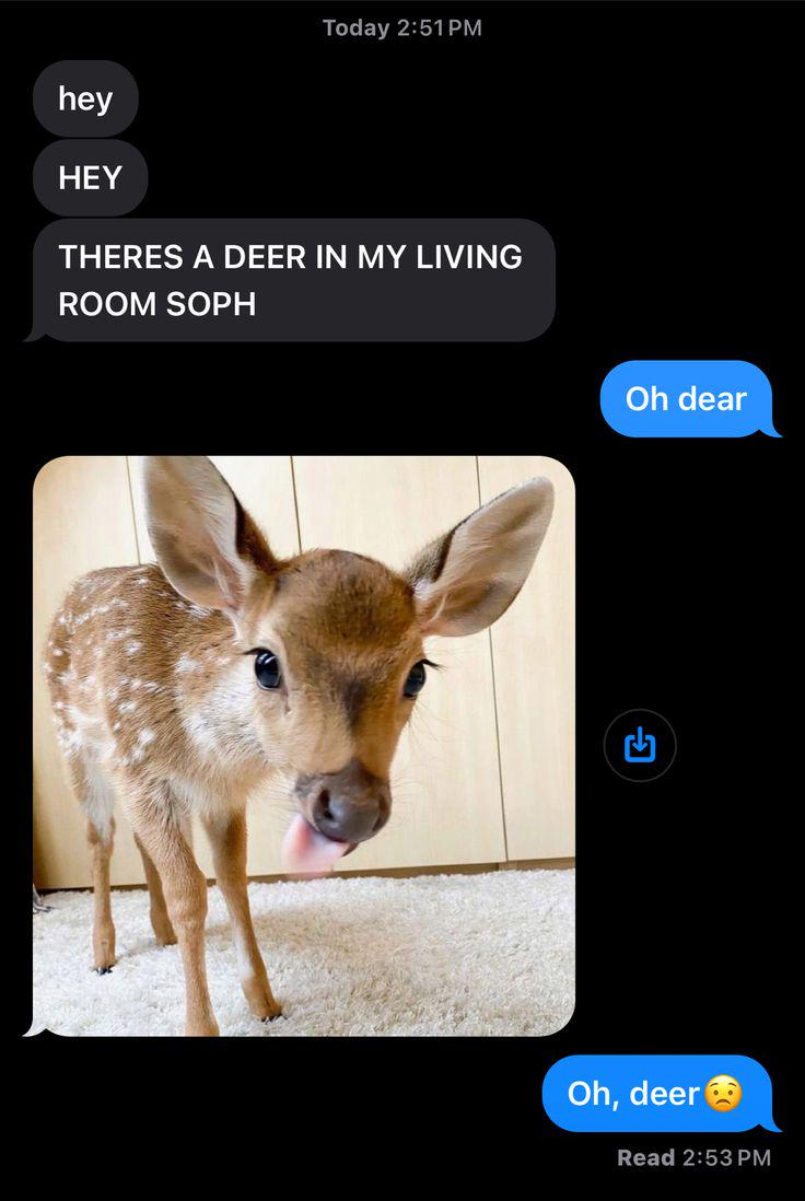 hey HEY Today 2:51 PM THERES A DEER IN MY LIVING ROOM SOPH Oh dear F Oh, deer Read 2:53 PM