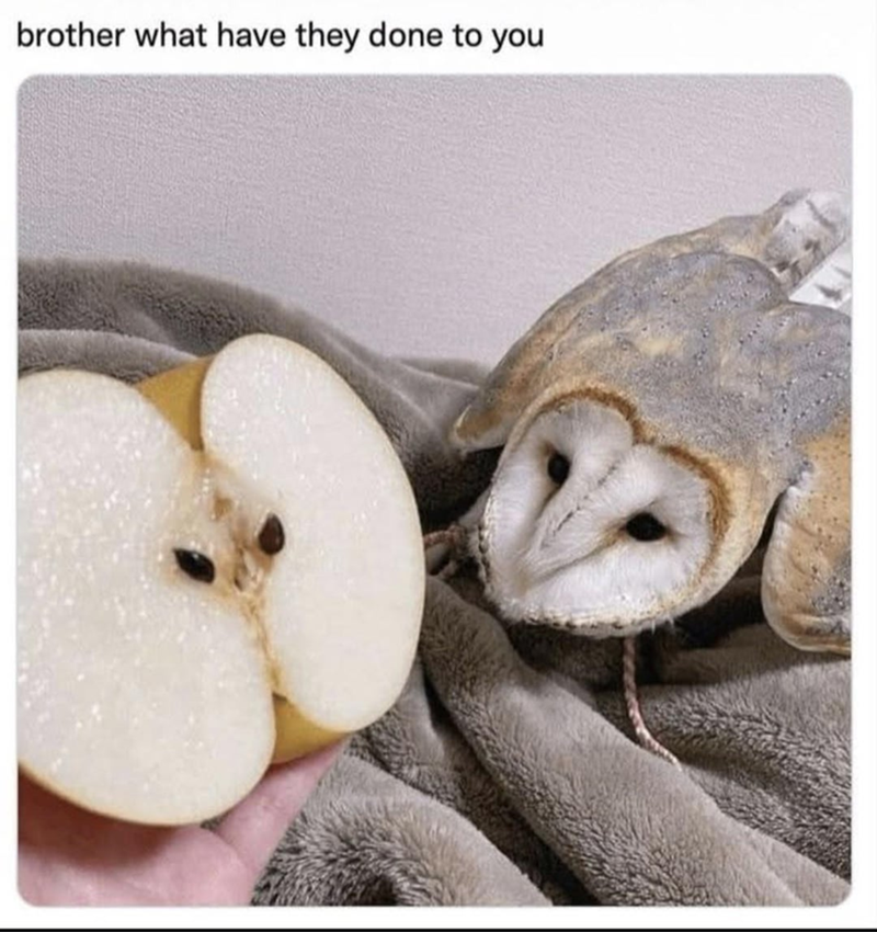 brother what have they done to you