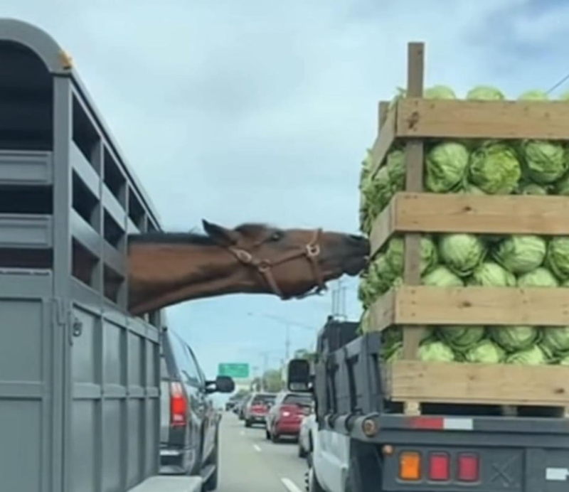 Cheezburger Image 10624186112