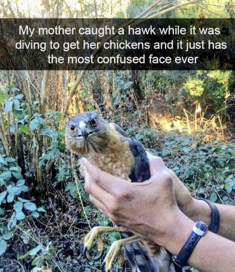 My mother caught a hawk while it was diving to get her chickens and it just has the most confused face ever