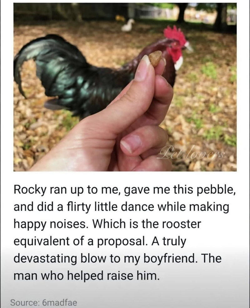 Rocky ran up to me, gave me this pebble, and did a flirty little dance while making happy noises. Which is the rooster equivalent of a proposal. A truly devastating blow to my boyfriend. The man who helped raise him. Source: 6madfae