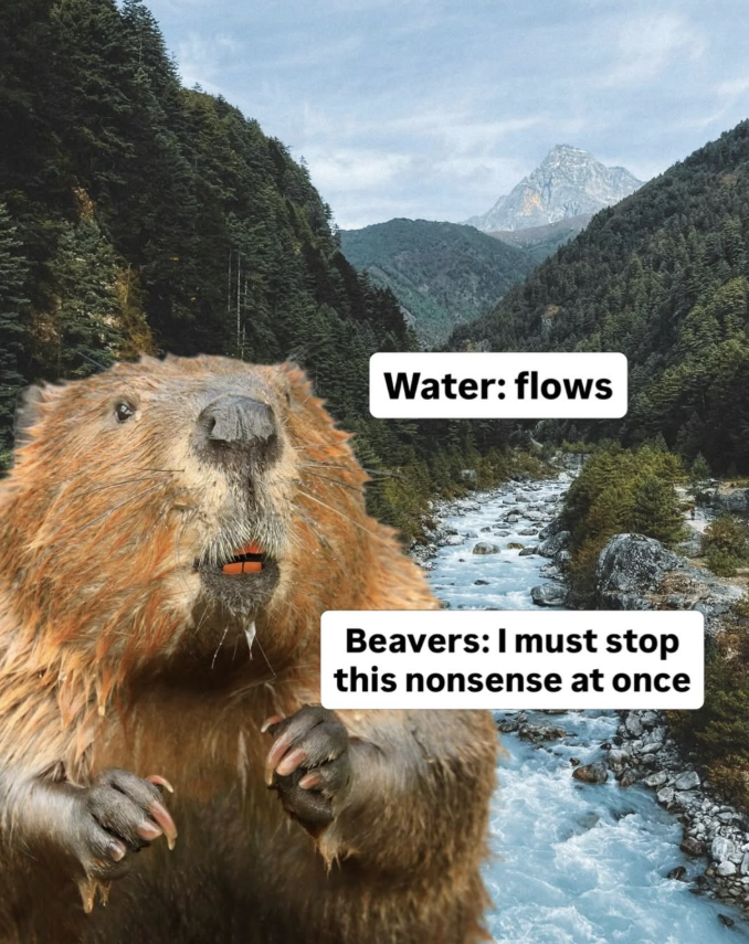 Water: flows Beavers: I must stop this nonsense at once