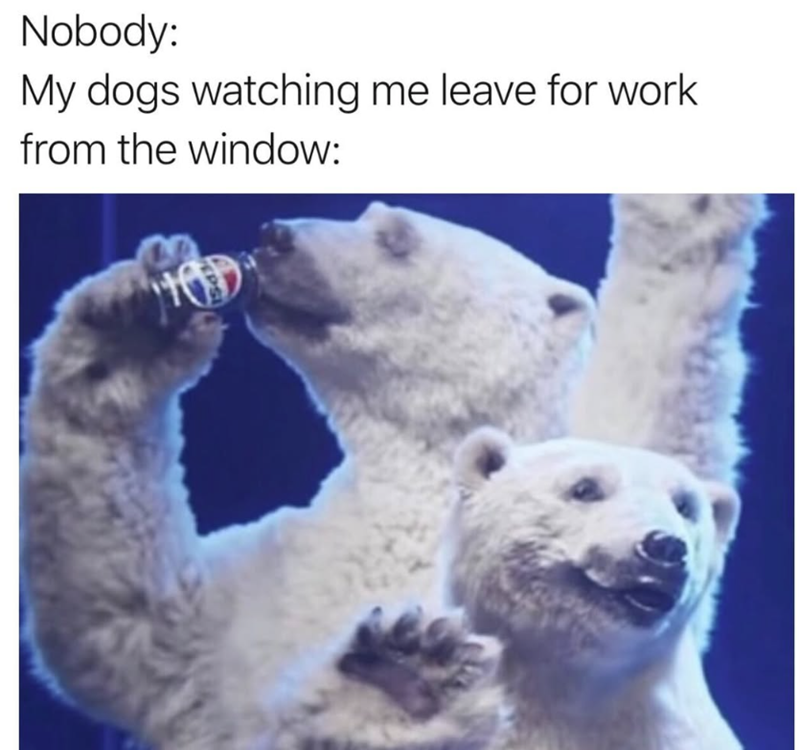 Nobody: My dogs watching me leave for work from the window: