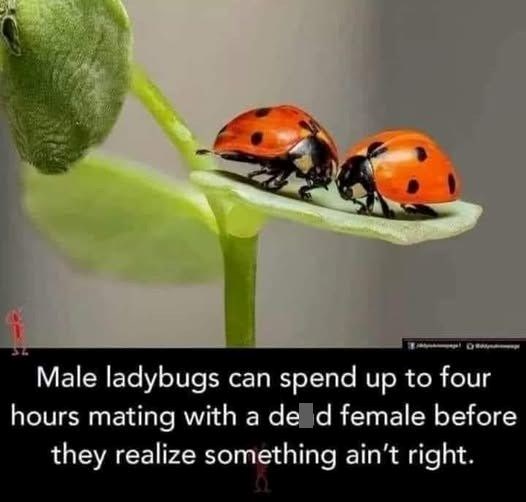 Male ladybugs can spend up to four hours mating with a de d female before they realize something ain't right.
