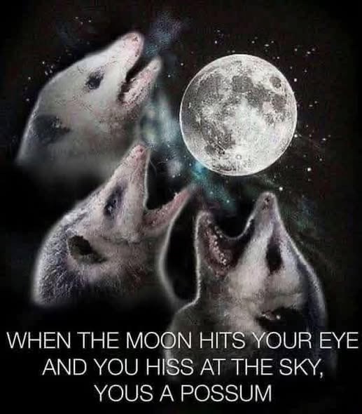WHEN THE MOON HITS YOUR EYE AND YOU HISS AT THE SKY, YOUS A POSSUM