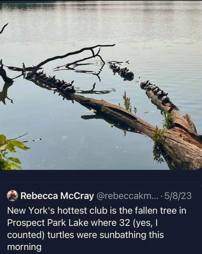 Rebecca McCray @rebeccakm.... 5/8/23 New York's hottest club is the fallen tree in Prospect Park Lake where 32 (yes, I counted) turtles were sunbathing this morning
