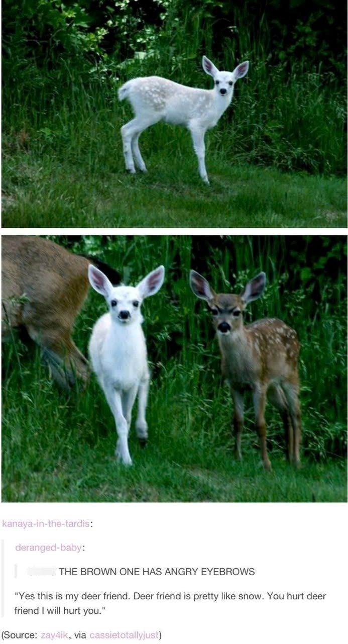 kanaya-in-the-tardis: deranged-baby: THE BROWN ONE HAS ANGRY EYEBROWS "Yes this is my deer friend. Deer friend is pretty like snow. You hurt deer friend I will hurt you." (Source: zay4ik, via cassietotallyjust)