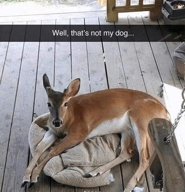 Well, that's not my dog...