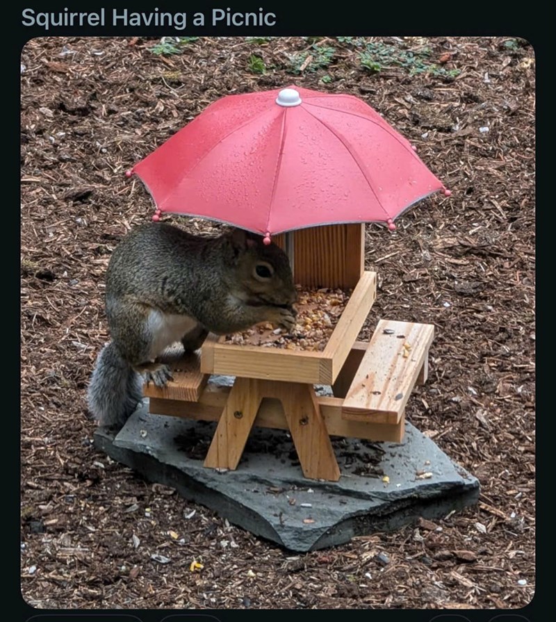 Squirrel Having a Picnic