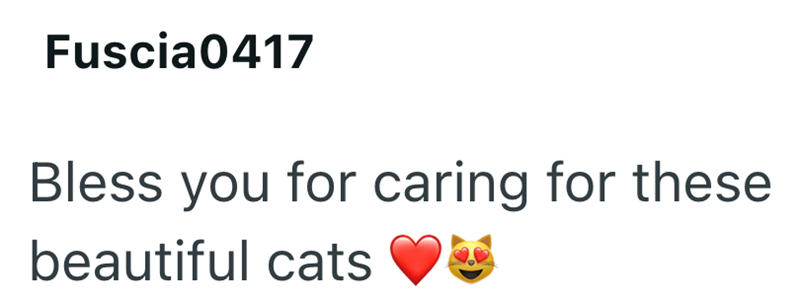 Fuscia0417 Bless you for caring for these beautiful cats