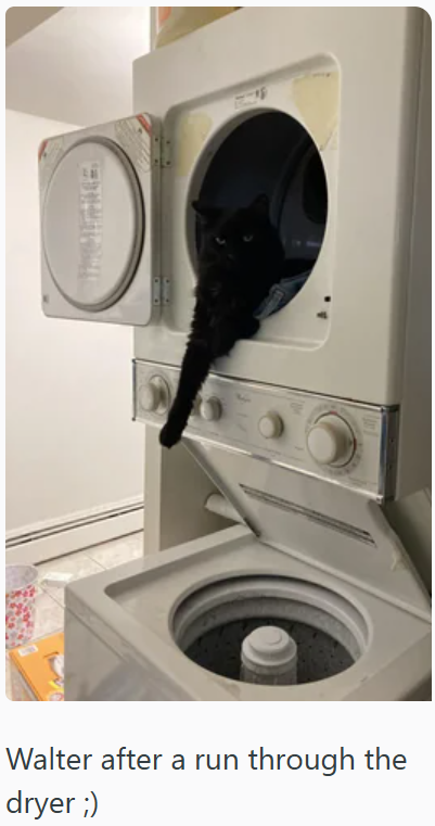 D Walter after a run through the dryer ;)